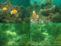 Albums/20060200-New Zealand 2006/20060211-Milford Sound/56